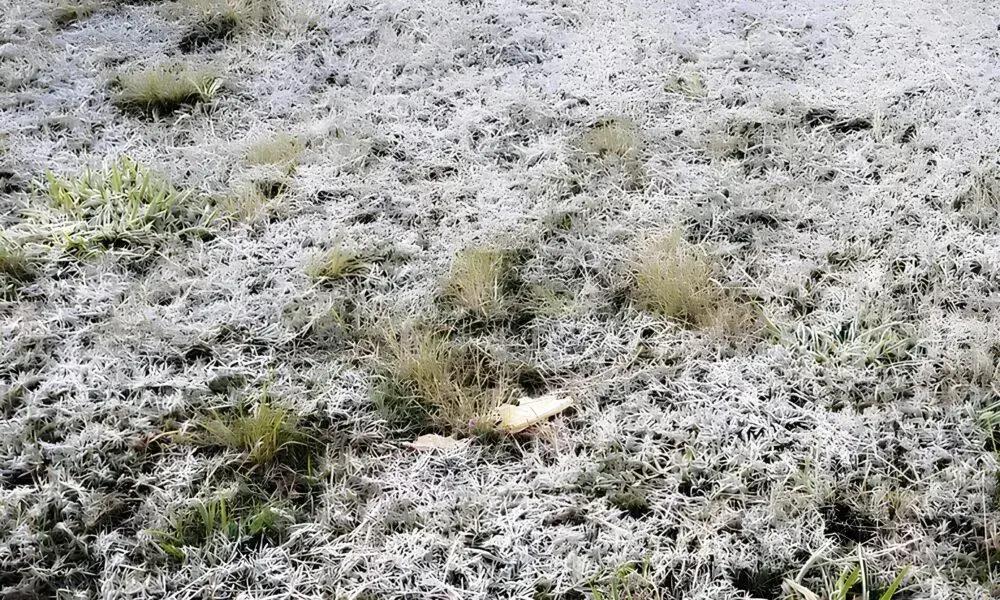 A Geada de 2025: Impactos e Desafios para a Agricultura em Campinas