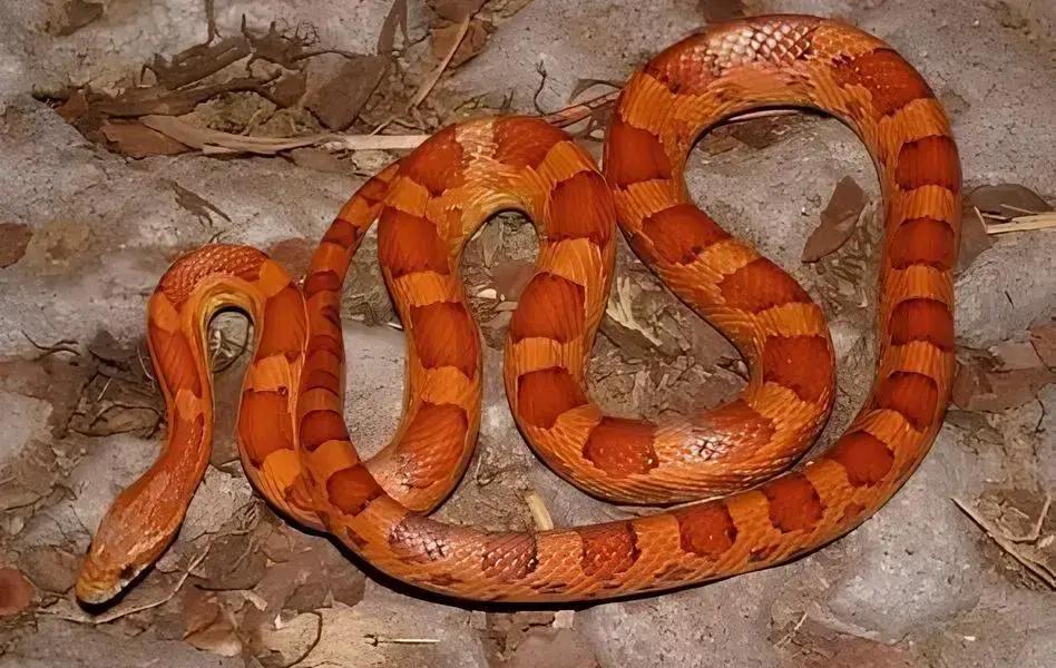 A Operação Libertas Animalium e a Luta Contra Crimes Ambientais em Sorocaba