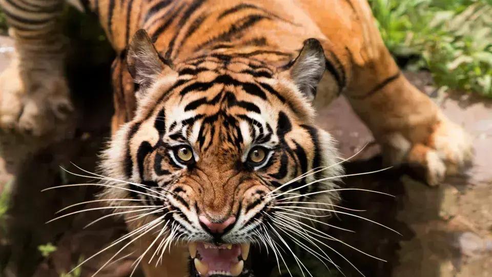 Brasil é um dos Países com os Animais Mais Perigosos do Mundo