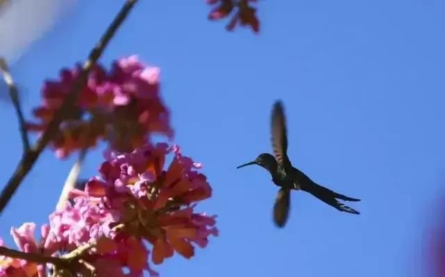 Colapso das Árvores em Manaus: O Que Está Acontecendo na Capital do Amazonas