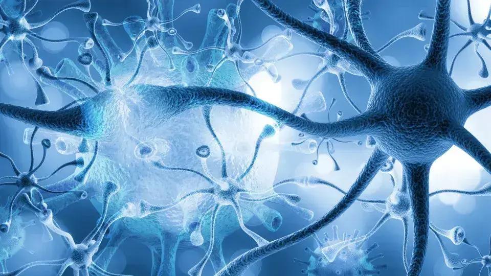 Infecção Por Toxoplasmose Pode Prejudicar Severamente A Função Cerebral