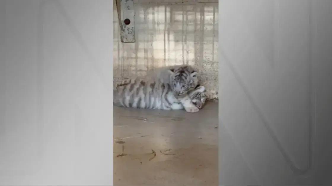 Três Filhotes Raros de Tigre Nascem em São Paulo