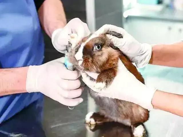 Aprovação da Lei de Bem-estar Animal: Proibição de Testes em Animais em Cosméticos no Brasil