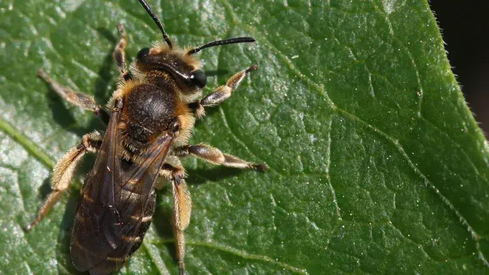 Ataques de abelhas na França deixam 24 feridos e colocam foco na segurança pública