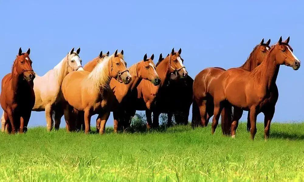 Crise na Nutrição Animal: Como Escândalo de Ração Contaminada Atingiu o Brasil