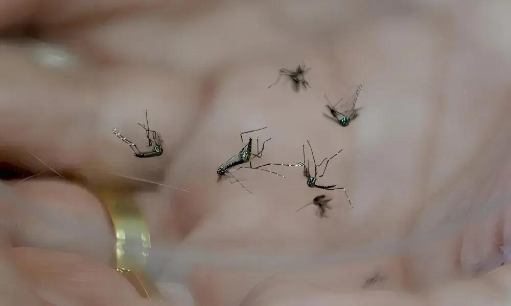 Dengue avança silenciosamente, devastando cidades e cobrando vidas no interior de São Paulo