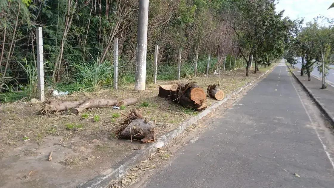 Erradicação da leucena em Itu reforça preservação da flora nativa e equilíbrio ambiental