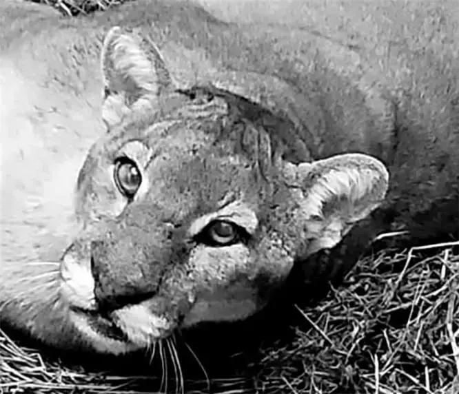 Fauna silvestre em Salto: onça-parda como sinal de equilíbrio ambiental