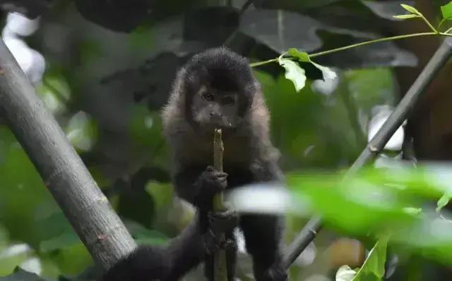 Impacto ambiental e social do alimento a macacos-pregos: riscos e consequências