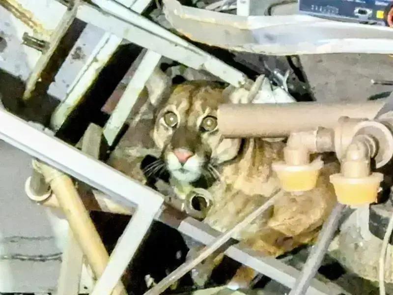 Resgate de animais silvestres e acidentes rodoviários: veja como é feito