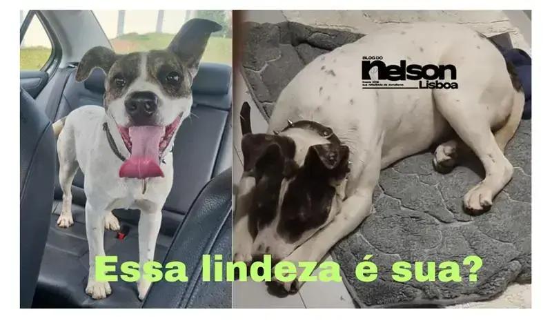 Resgate de cão em rodovia mobiliza ajuda e busca pelo dono em Salto e Itu
