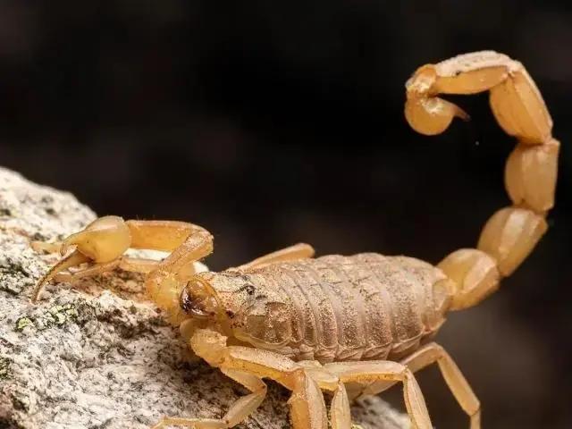 Cuidados essenciais para evitar picadas de escorpiões neste período de reprodução
