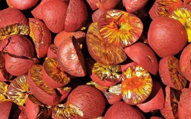 Descobertas de dentes antigas revelam uso de plantas psicoativas há milhares de anos