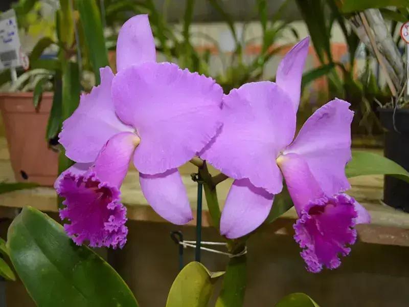 Exposição Nacional de Orquídeas de Salto destaca beleza e biodiversidade