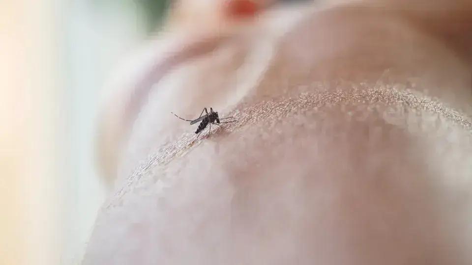 Prevenção e Tratamento de Picadas de Mosquito: Dicas Essenciais para Evitar Incômodos
